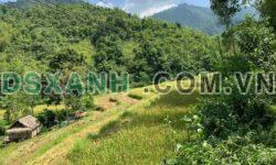 BÁN 9HA ĐẤT RỪNG SẢN XUẤT – TRUNG THÀNH, QUAN HÓA, THANH HÓA