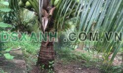BÁN ĐẤT QUỚI SƠN, CHÂU THÀNH, BẾN TRE – 1000m² – GẦN SÔNG TIỀN – CHỈ 550 TRIỆU