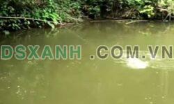 BÁN GẤP TRANG TRẠI XÃ KHÁNG NHẬT, SƠN DƯƠNG, TUYÊN QUANG