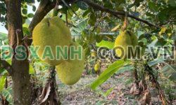 BÁN GẤP VƯỜN CÂY ĂN TRÁI 4000m² – THỐNG NHẤT