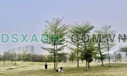 BÁN NHÀ KIM GIANG – OTO VÀO NHÀ – 5 TẦNG – 55m² – 13 TỶ (TL)