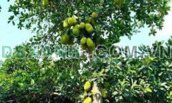 BÁN VƯỜN TÂN AN – THỦ DẦU MỘT