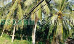 BÁN ĐẤT VƯỜN DỪA ĐANG THU HOẠCH – THU NHẬP LIỀN TAY