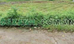 BÁN LÔ ĐẤT CỔNG QK 1 – HOÁ THƯỢNG, ĐỒNG HỶ, THÁI NGUYÊN