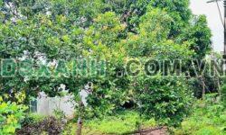 Bán nhà đất vườn Bàu Lâm, Xuyên Mộc 3400m², SHR, MT 8m, giá tốt