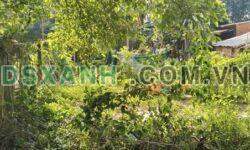 Bán đất An Tây, Bến Cát: Đường 5m, gần chợ, trường học