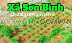 Bán đất vàng Sơn Bình, Châu Đức: lô góc 2MT đường nhựa, sổ đỏ trao tay