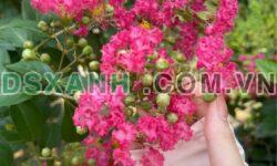 Bán đất cạnh BV A Tuyên Quang, 700m², thổ cư 400m², vị trí đẹp