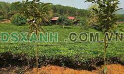 Bán Đất Võ Miếu, Thanh Sơn – View Đồi Chè, Thổ Cư 50m²