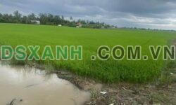 Bán ruộng Long Phú, Tam Bình, mặt tiền 133m – Giá tốt