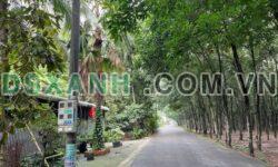 Bán đất Hoà Lợi, TP. Thủ Dầu Một: 5×50, TC 60m, giá 1.55 tỷ