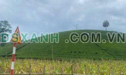 Bán 1100m² Đất Long Cốc, View Chè, Giá Rẻ Chỉ hơn 200 Triệu