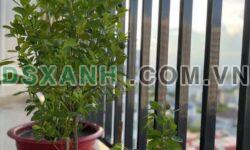 Cho thuê CT2 Vĩnh Điềm Trung 70m2, 2PN, Full NT, 8.5tr