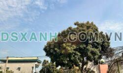 Bán đất nền Đề Thám 150m2, MT 6m, giá chỉ 9XX triệu