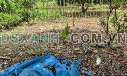 Phúc Xuân – TP.Thái Nguyên, dt 80m2 full thổ cư. Nằm trong dự án Trung Tâm Hành Chính mới xã Đại Phúc