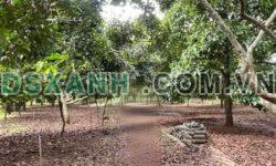 Bán Vườn 1005m² Sát Chợ Bình Lộc, TP Long Khánh – Giá 1.85 Tỷ