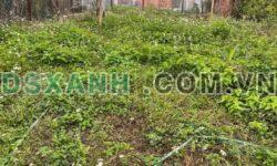 Bán đất Thục Phán, TP. Cao Bằng 220m2 (135m2 thổ cư), giá 1 tỷ x