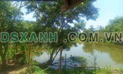 Bán Trang Trại 4ha Lùng Càng, Phong Quang – Thu Gần Tỷ Giá Tốt