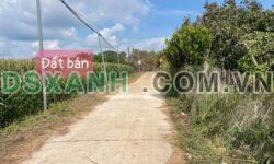 Bán Gấp 2ha Sầu Riêng Thu Mạnh, Cư M’gar, Giá 399tr/Sào
