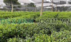 Bán đất Tân Cương 3500m², 800m² thổ cư, thu nhập 30tr/tháng