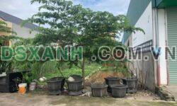 Bán đất Sau Ao, Xã Phùng Nguyên 138m2 full thổ cư, giá tốt