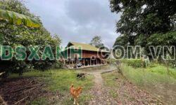 Bán Trang Trại Phong Quang 6000m2, 400m2 Thổ Cư, Giá 3 Tỷ TL