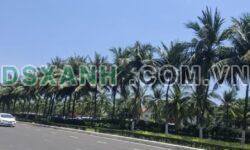 Bán đất Nguyễn Công Trứ, 515m2 nở hậu, Sơn Trà, 65 tỷ