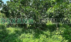 Bán đất Đề Thám 400m² (118m² thổ cư), đường ô tô tránh, 2.x tỷ