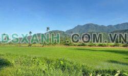 Bán đất nhà vườn 650m² Lộc Mỹ, Hòa Bắc. View lúa đẹp Giá tốt