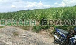 Bán Đất Vườn Diên Lâm, 1ha, MT 60m, Giá 2.2 Tỷ, Ôtô Tới