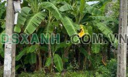 Bán đất Khu 3 Trương Vương, 90m2, full thổ cư, giá hơn 2 tỷ