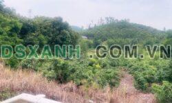 Bán 5239m2 Đất Trồng Cây, Xã An Sinh, Đông Triều. Giá 7xx Tr