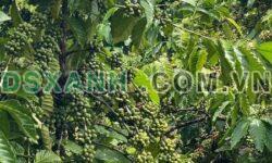 Bán đất nông nghiệp 2.5ha, Huyện CưM’gar, 3.2 tỷ (thương lượng)