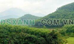 Bán Trang Trại 4.5ha, 400m2 TC, Tú Thịnh, Huyện Sơn Dương – 3 Tỷ XX