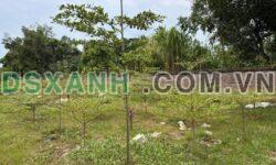 Bán đất Đề Thám, 170m², 67m² thổ cư, đường Hồ Chí Minh, 1 Tỷ