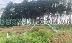Bán đất 600m² thổ cư view đẹp, giá 1.5 tỷ TL – Xã Mê Linh, Huyện Lâm Hà