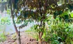 Bán Đất Vườn Vĩnh Phương, TP. Nha Trang 311m2, Thổ Cư 100%, 1.8 Tỷ