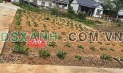 Bán Đất Xã Tam Lộng, Huyện Bình Xuyên 90m² Giá 1.2 Tỷ