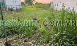 Bán nền 200m² Phường Mỹ Trà, TP Cao Lãnh. Giá 1.05 tỷ