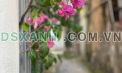 Bán Đất 52.5m² P. Cao Xanh, TP. Hạ Long. Tặng nhà cấp 4, 2 trọ.