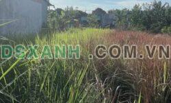 Bán Đất Phường Tân Bình, TP Tây Ninh, 150m², Chỉ 250 Triệu