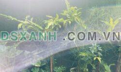 Bán nhà Đường 17/3, P. Thống Nhất, TP Pleiku, 235m², 3.35 tỷ
