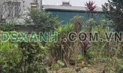 Bán Đất 99.7m2 Đường Trần Hưng Đạo, Bắc Cường, Lào Cai, 1.586 Tỷ