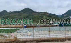 Bán Đất 118.5m² Thị trấn Mộc Châu, Huyện Mộc Châu, Giá 1.x Tỷ