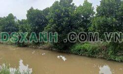 Bán Đất Vườn Mít Xã Tân Hội Trung, Huyện Cao Lãnh 10 công 2.75 Tỷ