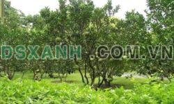 Bán Đất Vườn Xã Bình Sơn, Huyện Phú Riềng, hơn 2.000m², 220 Triệu