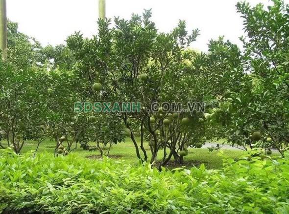 Bán Đất Vườn Xã Bình Sơn, Huyện Phú Riềng, hơn 2.000m², 220 Triệu
