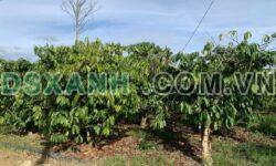 Bán đất Xã Hiệp An, H.Đức Trọng 3000m² view sông 2.5 Tỷ