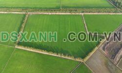 Bán 3.5 mẫu đất H.Đức Huệ, TT.Đông Thành, mặt tiền 200m, 8.75 tỷ