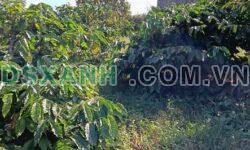 Bán 11.000m2 Đất Nông Nghiệp Xã Ea Tân, Huyện Krông Năng 3 Tỷ